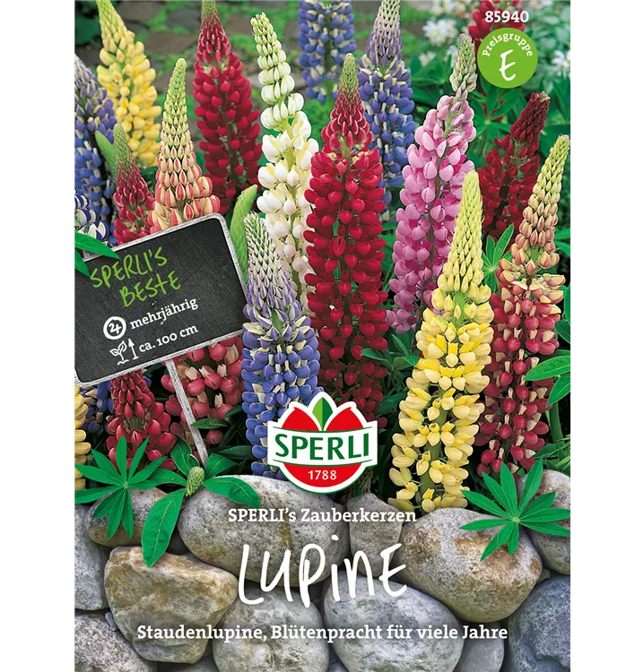 Lupinus polyphyllus 'Zauberkerze'