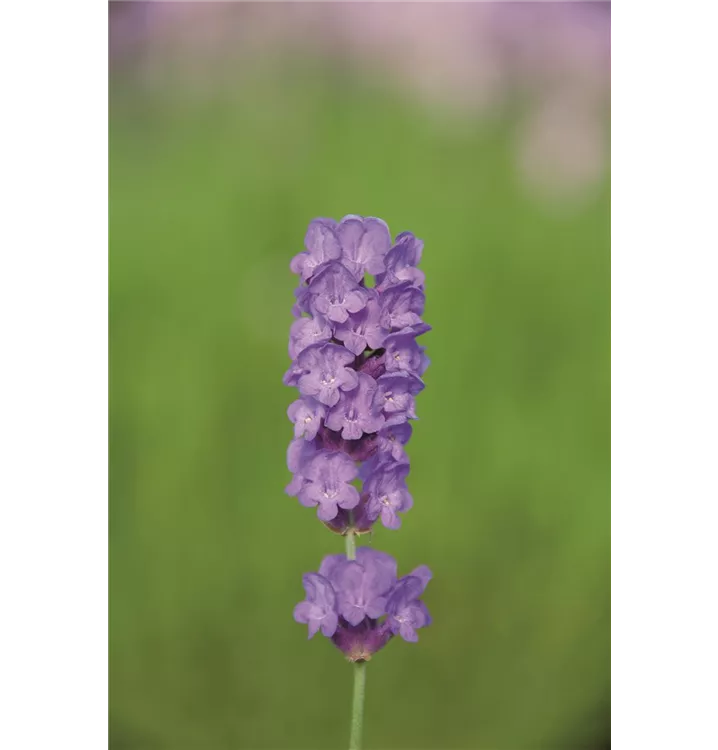 Lavendel