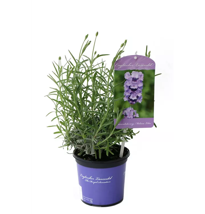 Lavendel