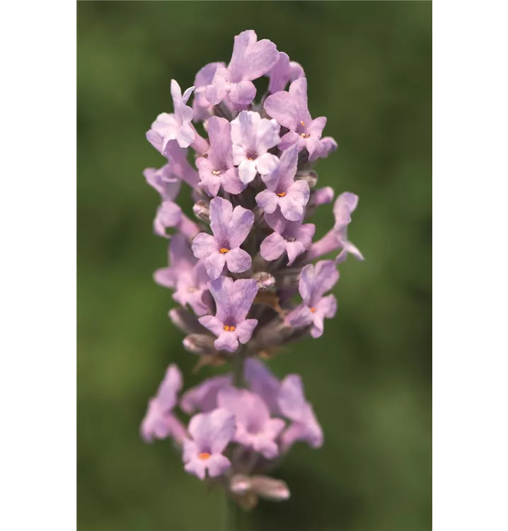 Lavendel