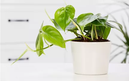 Philodendron scandens