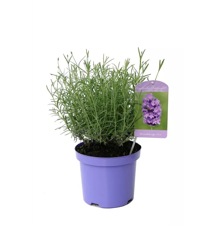 Lavendel