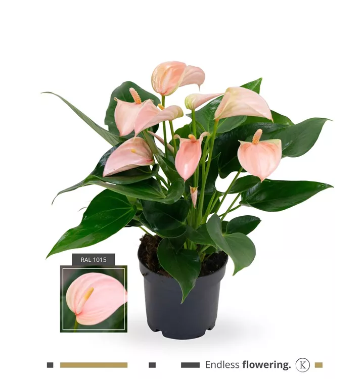 Anthurium x andreanum 'KARMA Joli Peach'