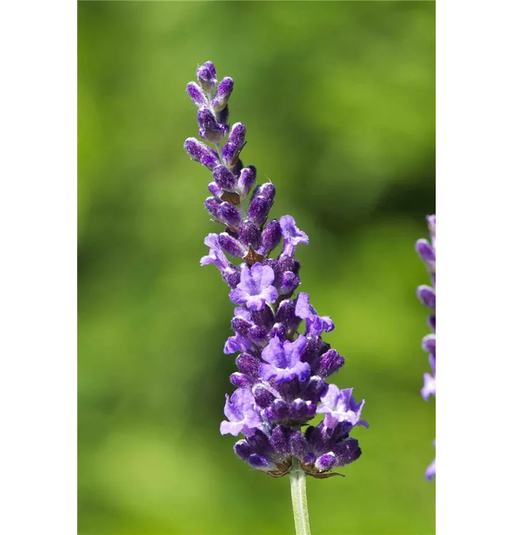 Lavendel