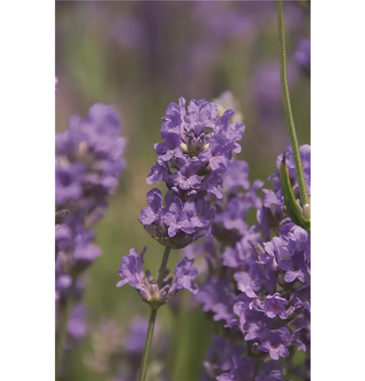 Lavendel