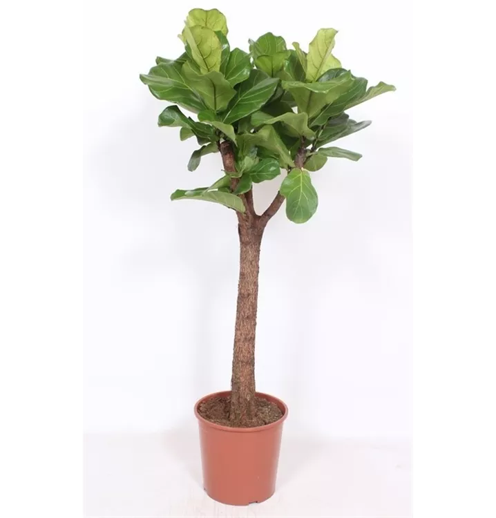 Ficus lyrata