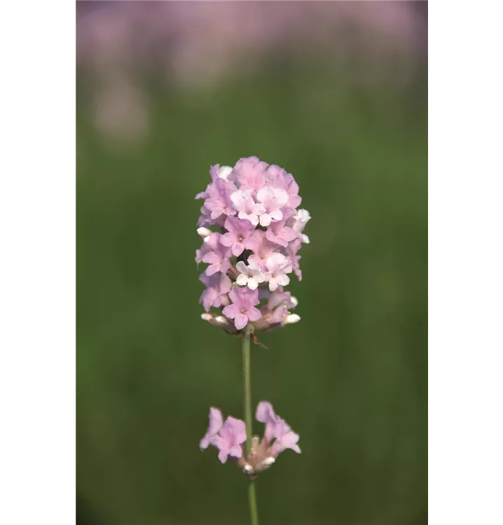 Lavendel