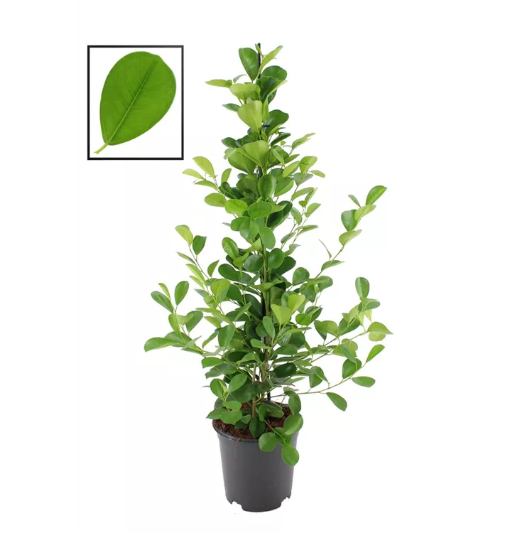 Ficus microcarpa 'Moclame'