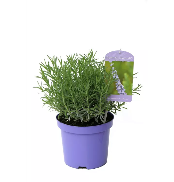 Lavendel