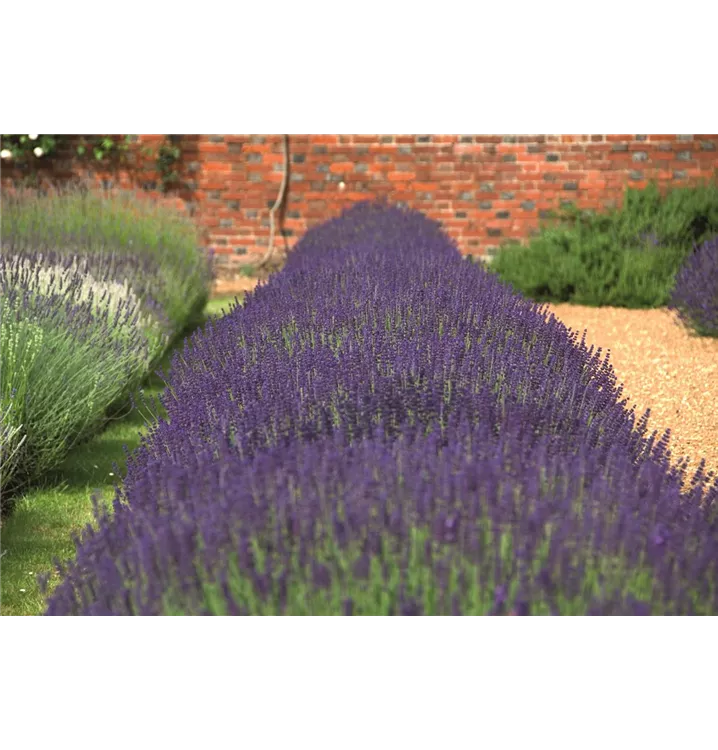 Lavendel, tiefblau