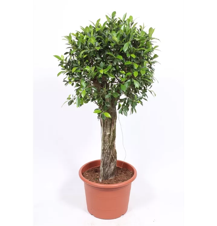 Ficus benjamina