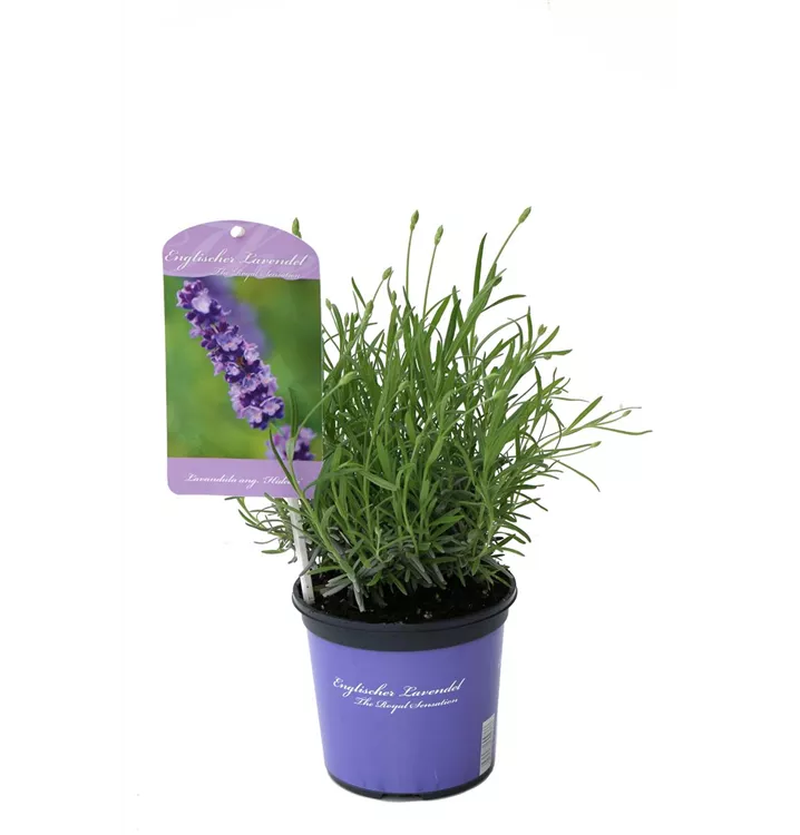 Lavendel, tiefblau