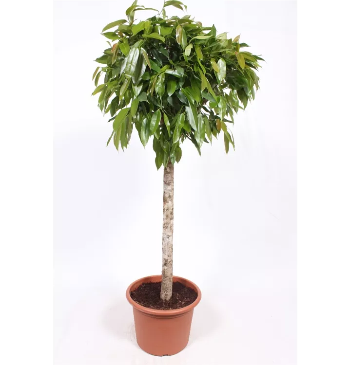 Ficus binnendijkii 'Amstel King'