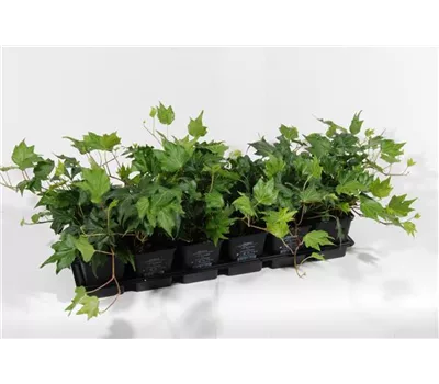 Hedera helix 'Green Ripple', 12er Set