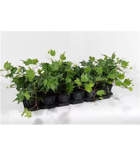 Hedera helix 'Green Ripple', 12er Set