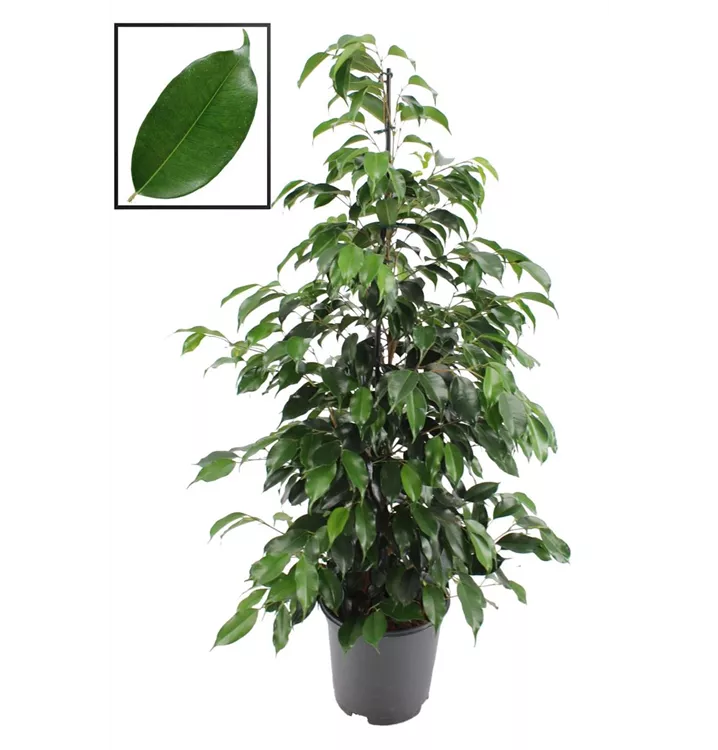 Ficus benjamina 'Danielle'