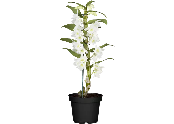 Dendrobium nobile, weiß