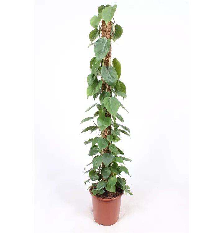 Philodendron scandens