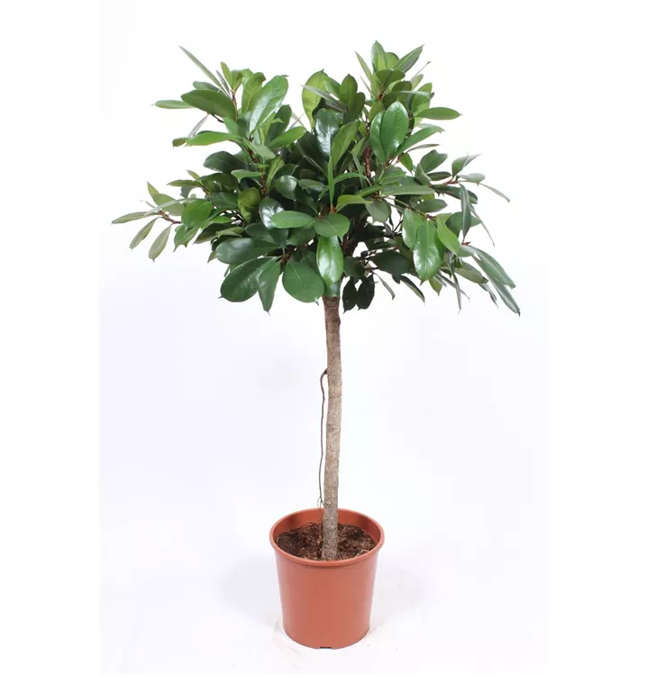 Ficus cyathistipula