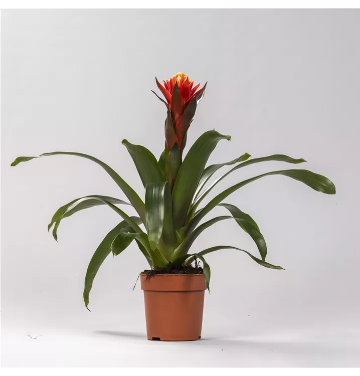 Guzmania 'Happiness'