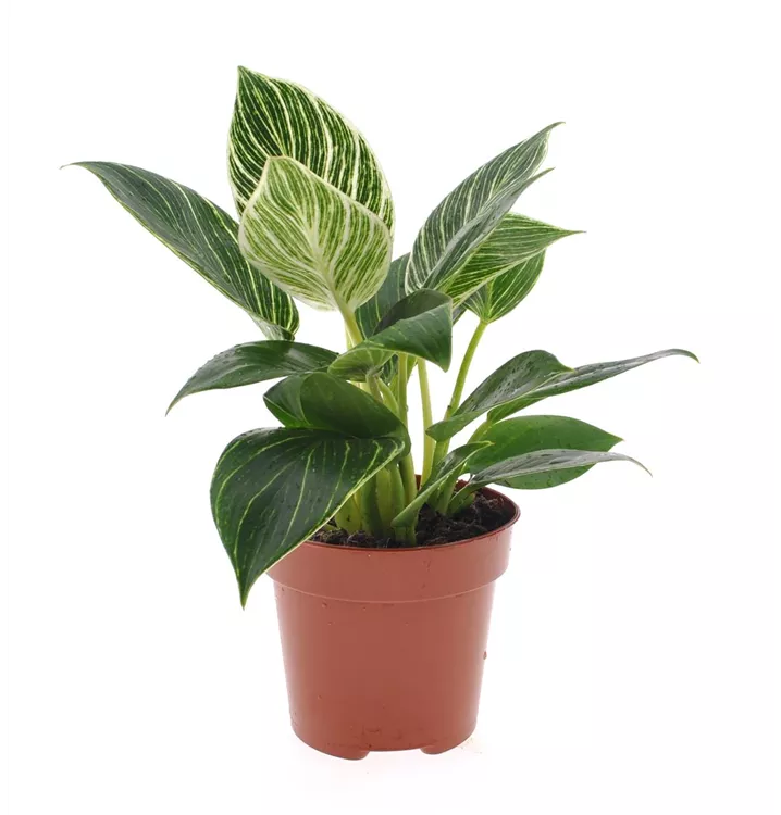 Philodendron 'White Wave'