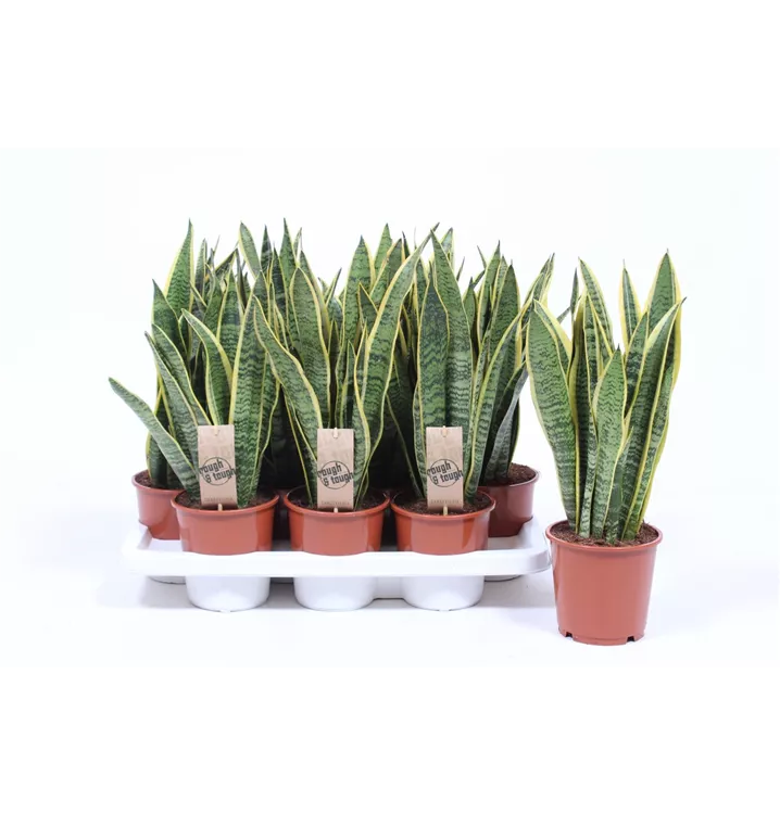 Sansevieria trifasciata var. laurentii