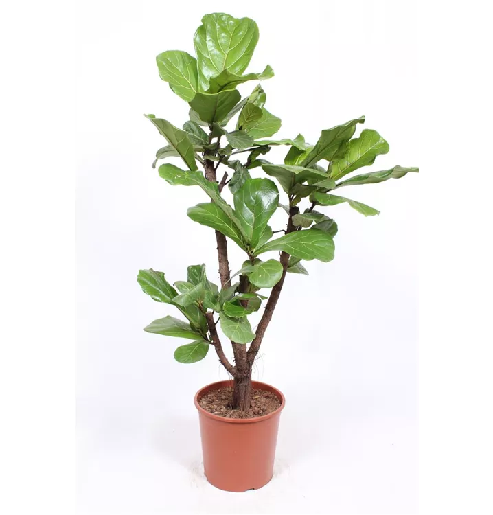 Ficus lyrata