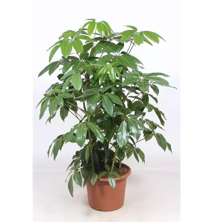 Schefflera arboricola 'Amate'