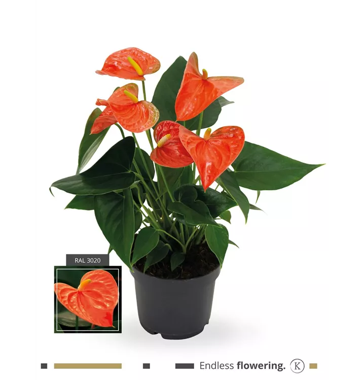 Anthurium x andreanum 'KARMA Orange'