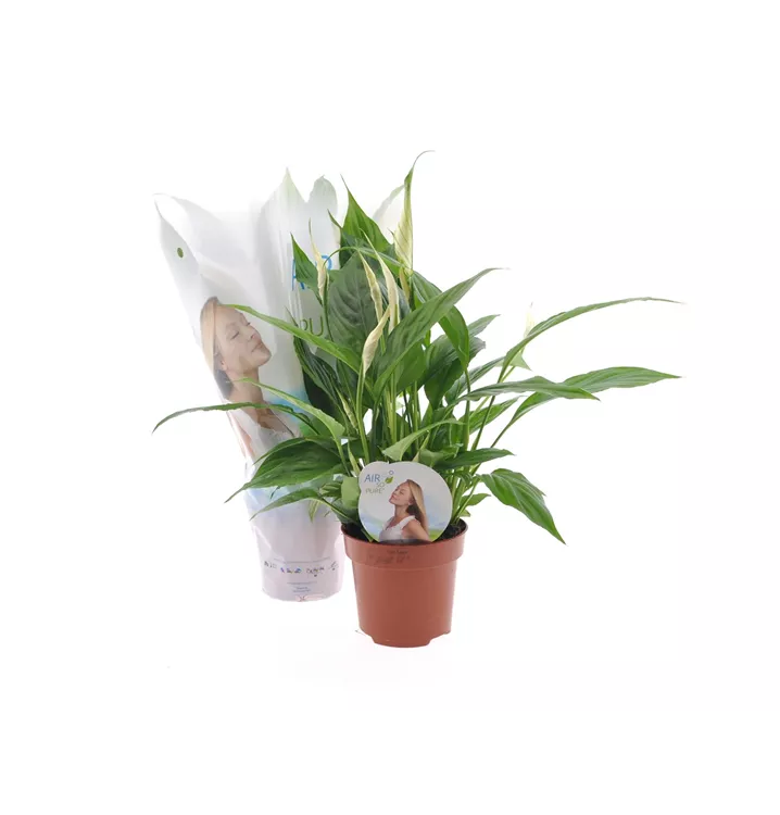 Spathiphyllum floribundum