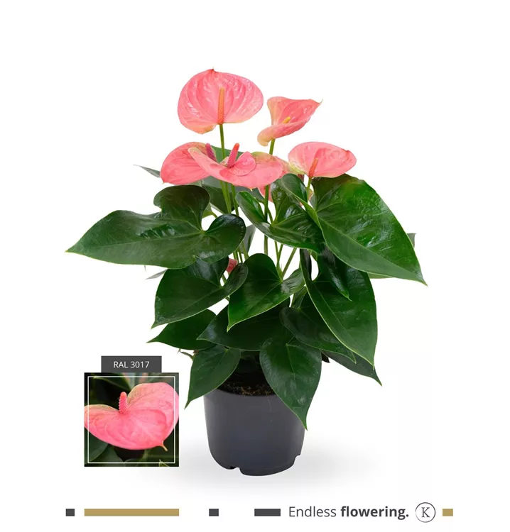 Anthurium x andreanum 'KARMA Pink'