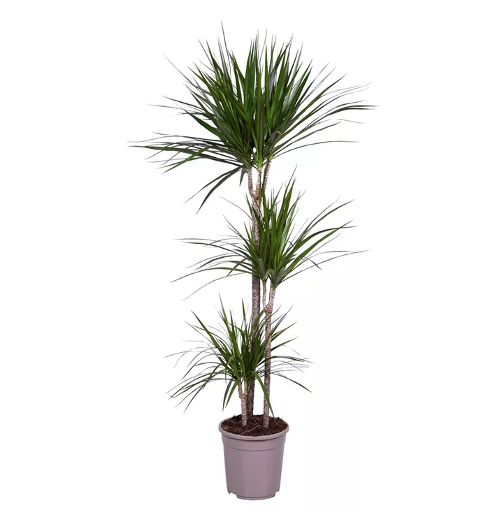 Dracaena marginata