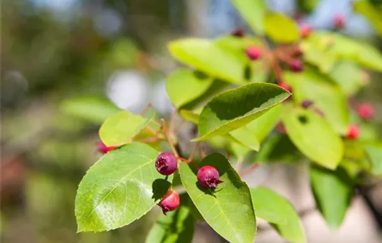 Amelanchier 'Prince William' Fruchtbengel