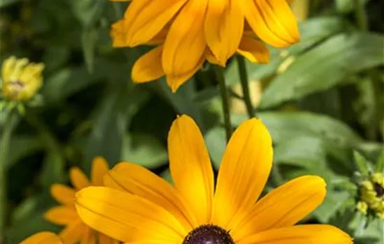 Rudbeckia