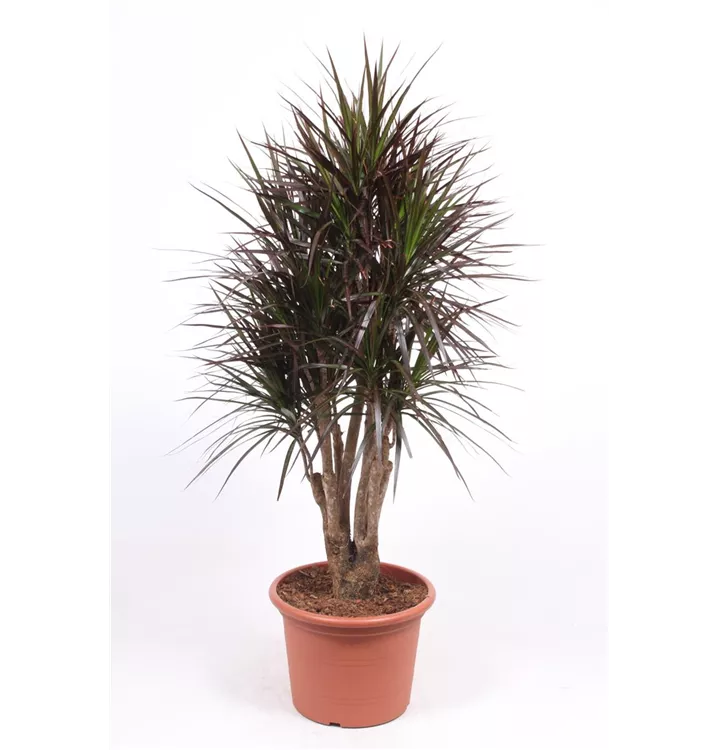 Dracaena marginata 'Magenta'