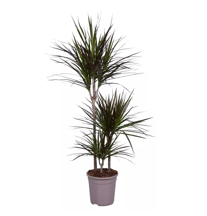 Dracaena marginata 'Magenta'