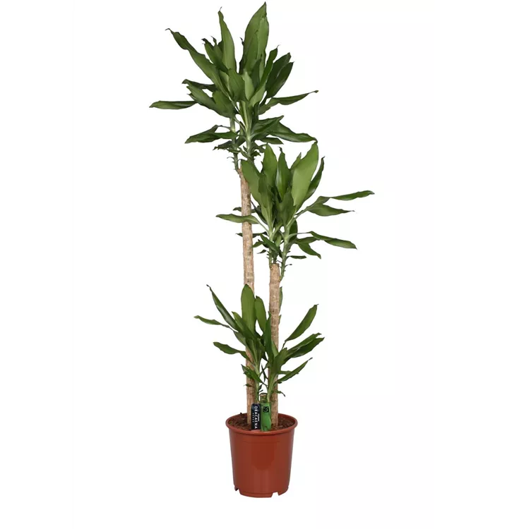 Dracaena steudneri 'Green'