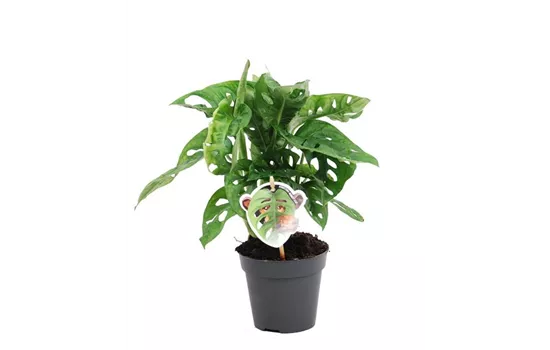 Fensterblatt 'Monkey Leaf'