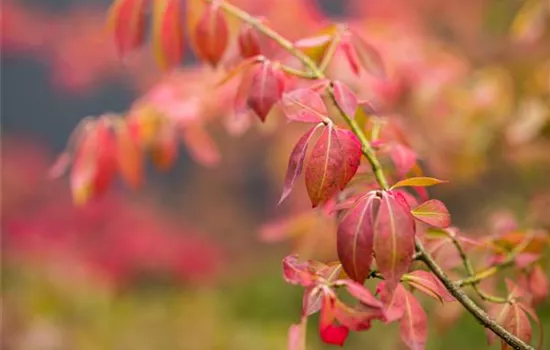 Kriechspindel 'Coloratus'