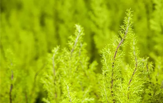 Erica arborea 'Estrella Gold'