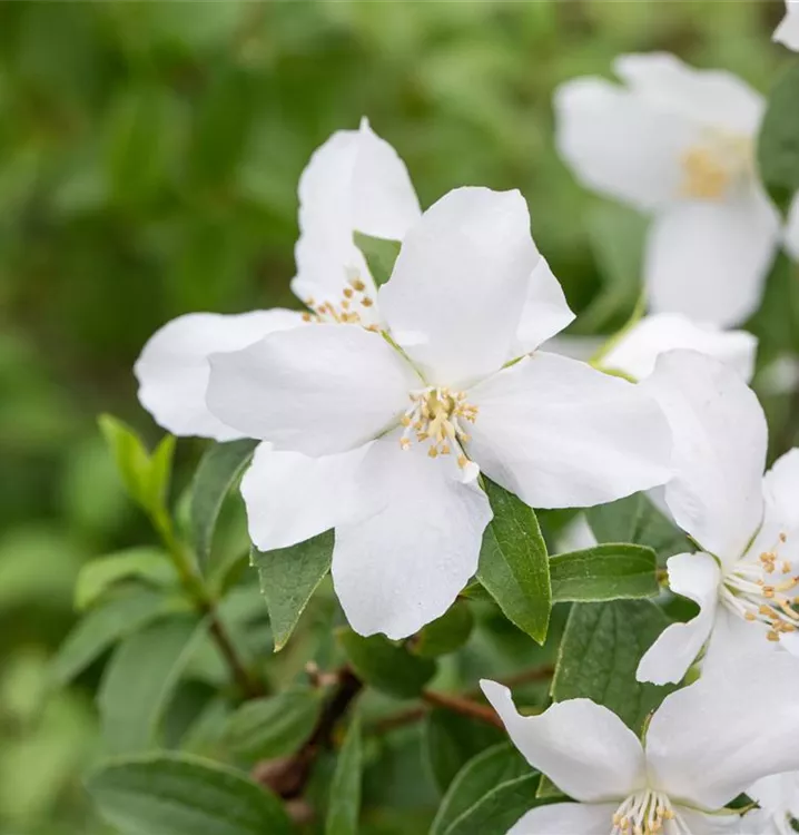 Philadelphus x lemoinei 'Manteau d´Hermine'