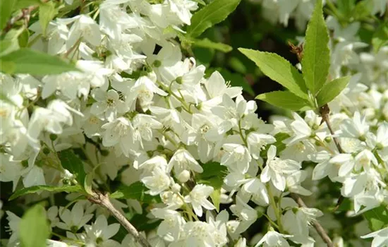 Philadelphus Hybride 'Manteau d' Hermine' 