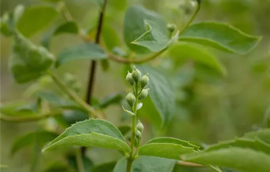 Gartenjasmin 'Schneesturm'