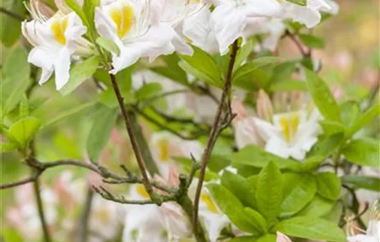 Sommergrüne Azalee 'White Melody'