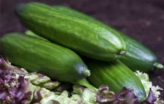 Gurken aus dem eigenen Garten