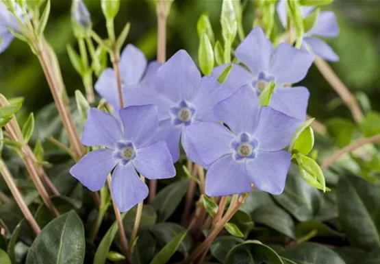 Vinca minor, lila