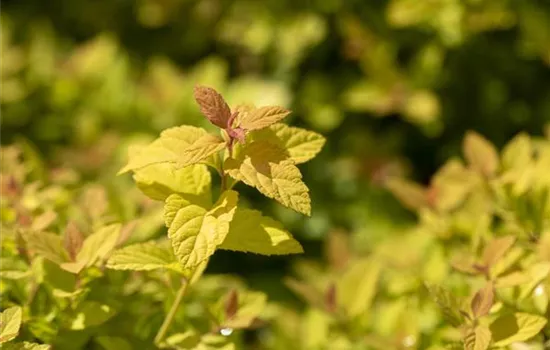 Sommerspiere 'Magic Carpet'®