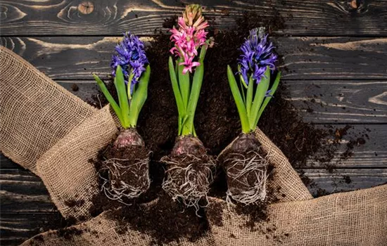 Blumenzwiebeln pflegen – was Zwiebelblüher im Jahr brauchen