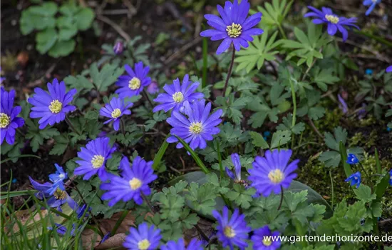 Garten-Strahlen-Windröschen 'Blue Shades'