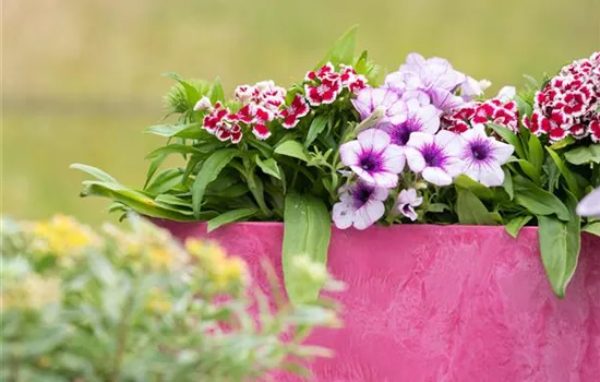 Bunt, bunter, Balkon! Balkonbepflanzung im Sommer